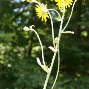 Photographie n°2211315 du taxon Doronicum austriacum Jacq. [1774]