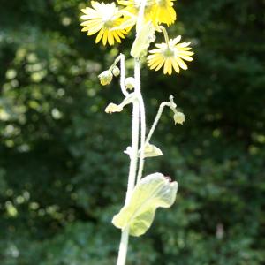 Photographie n°2211316 du taxon Doronicum austriacum Jacq. [1774]