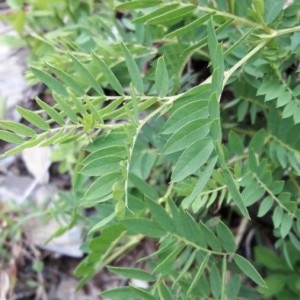 Photographie n°2211323 du taxon Vicia sylvatica L.