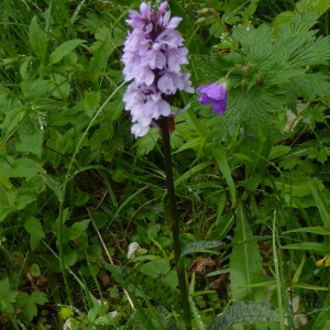 Photographie n°2211333 du taxon Dactylorhiza fuchsii (Druce) Soó [1962]