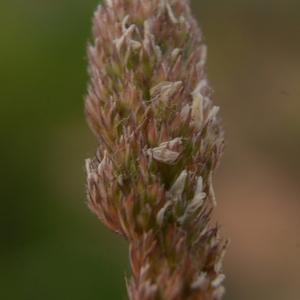 Photographie n°2211362 du taxon Dactylis glomerata L. [1753]