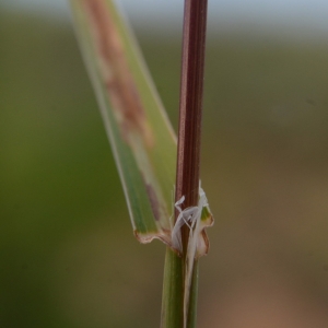 Photographie n°2211363 du taxon Dactylis glomerata L. [1753]