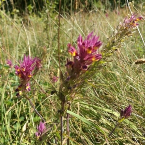 Photographie n°2211406 du taxon Melampyrum arvense L. [1753]