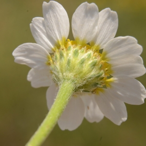 Photographie n°2211415 du taxon Anacyclus clavatus (Desf.) Pers. [1807]