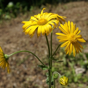 Photographie n°2211434 du taxon Doronicum austriacum Jacq. [1774]