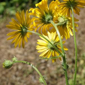 Photographie n°2211443 du taxon Doronicum austriacum Jacq. [1774]