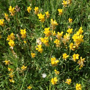 Photographie n°2211469 du taxon Genista sagittalis L.