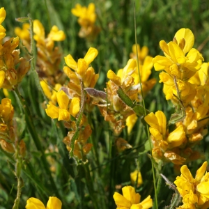 Photographie n°2211471 du taxon Genista sagittalis L.