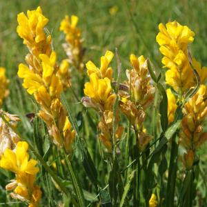 Photographie n°2211472 du taxon Genista sagittalis L.
