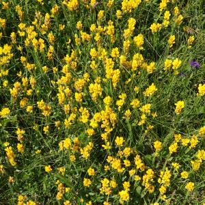 Photographie n°2211474 du taxon Genista sagittalis L.