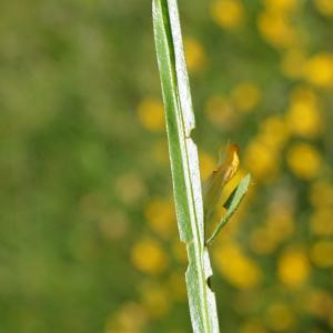 Photographie n°2211476 du taxon Genista sagittalis L.