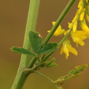 Photographie n°2211536 du taxon Melilotus altissimus Thuill. [1799]