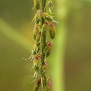 Photographie n°2211538 du taxon Melilotus altissimus Thuill. [1799]