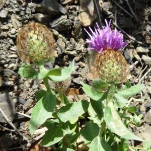  - Centaurea pectinata subsp. supina (Jord.) Braun-Blanq. [1933]