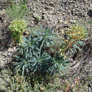 Photographie n°2211545 du taxon Euphorbia characias subsp. characias 