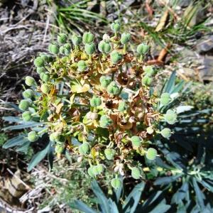 Photographie n°2211546 du taxon Euphorbia characias subsp. characias 