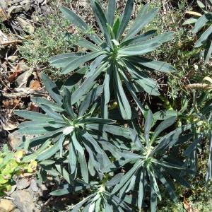 Photographie n°2211551 du taxon Euphorbia characias subsp. characias 
