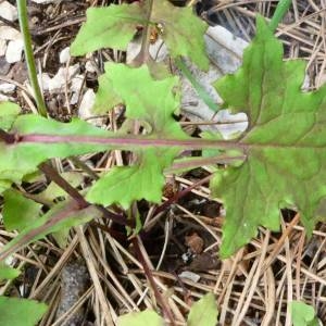 Photographie n°2211585 du taxon Lactuca muralis (L.) Gaertn. [1791]