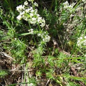 Photographie n°2211594 du taxon Galium corrudifolium Vill. [1779]