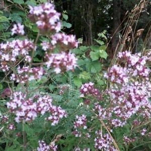 Photographie n°2211638 du taxon Origanum vulgare L. [1753]