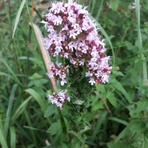 Photographie n°2211639 du taxon Origanum vulgare L. [1753]