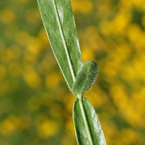 Photographie n°2211645 du taxon Genista sagittalis L.