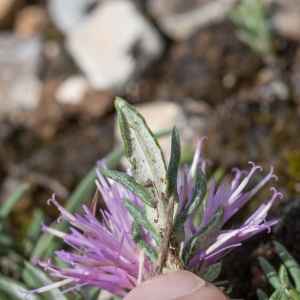 Photographie n°2211649 du taxon Jurinea humilis (Desf.) DC. [1838]