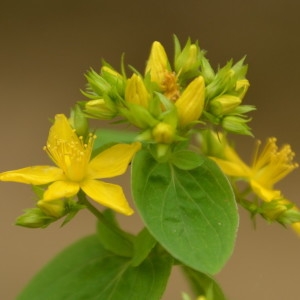 Photographie n°2211652 du taxon Hypericum tetrapterum Fr. [1823]