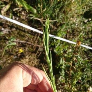 Photographie n°2211654 du taxon Barbarea vulgaris R.Br. [1812]