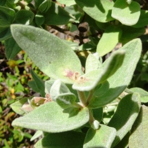 Photographie n°2211668 du taxon Cistus albidus L. [1753]