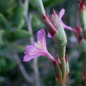 Photographie n°2211693 du taxon Limoniastrum monopetalum (L.) Boiss. [1848]