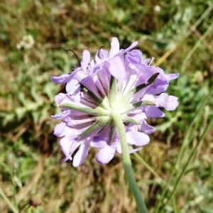 Photographie n°2211709 du taxon Scabiosa columbaria subsp. columbaria 