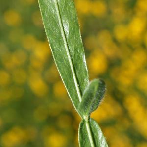 Photographie n°2211711 du taxon Genista sagittalis L.