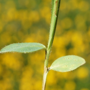 Photographie n°2211712 du taxon Genista sagittalis L.
