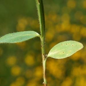 Photographie n°2211713 du taxon Genista sagittalis L.