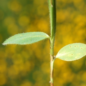 Photographie n°2211714 du taxon Genista sagittalis L.