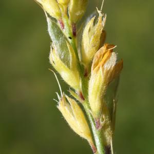 Photographie n°2211717 du taxon Genista sagittalis L.