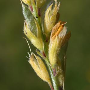 Photographie n°2211718 du taxon Genista sagittalis L.