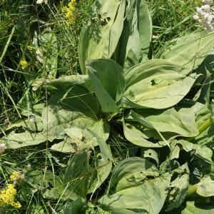 Photographie n°2211721 du taxon Gentiana lutea L. [1753]