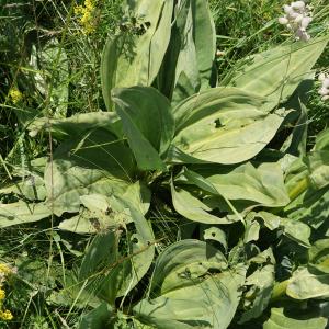 Photographie n°2211722 du taxon Gentiana lutea L. [1753]