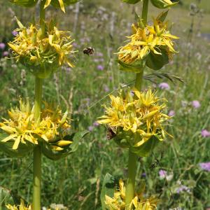 Photographie n°2211726 du taxon Gentiana lutea L. [1753]