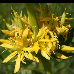 Photographie n°2211729 du taxon Gentiana lutea L. [1753]