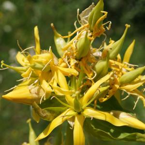 Photographie n°2211733 du taxon Gentiana lutea L. [1753]