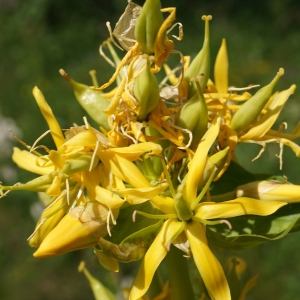 Photographie n°2211734 du taxon Gentiana lutea L. [1753]