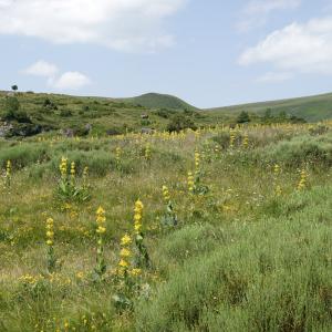 Photographie n°2211736 du taxon Gentiana lutea L. [1753]