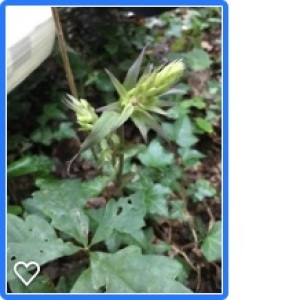 Photographie n°2211746 du taxon Epipactis purpurata Sm. [1828]