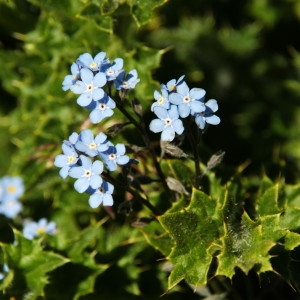 Photographie n°2211779 du taxon Myosotis alpestris F.W.Schmidt [1794]