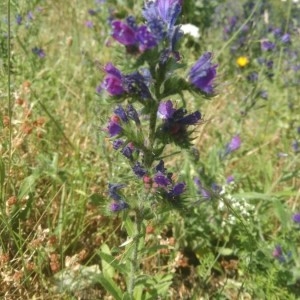 Photographie n°2211784 du taxon Echium vulgare L. [1753]