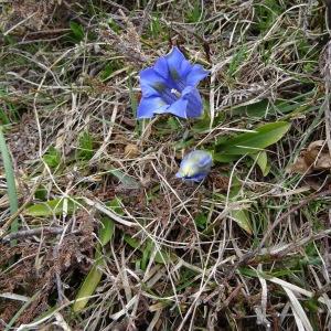 Photographie n°2211847 du taxon Gentiana angustifolia Vill. [1787]