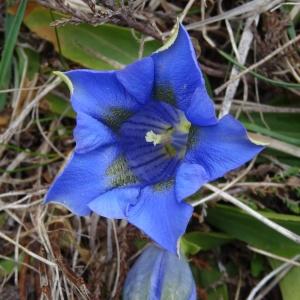 Photographie n°2211862 du taxon Gentiana angustifolia Vill. [1787]